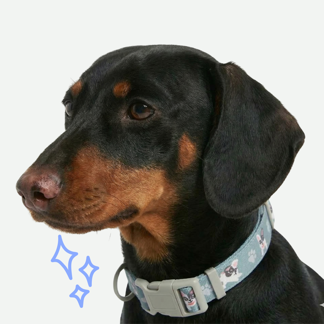 Collares Para Perro