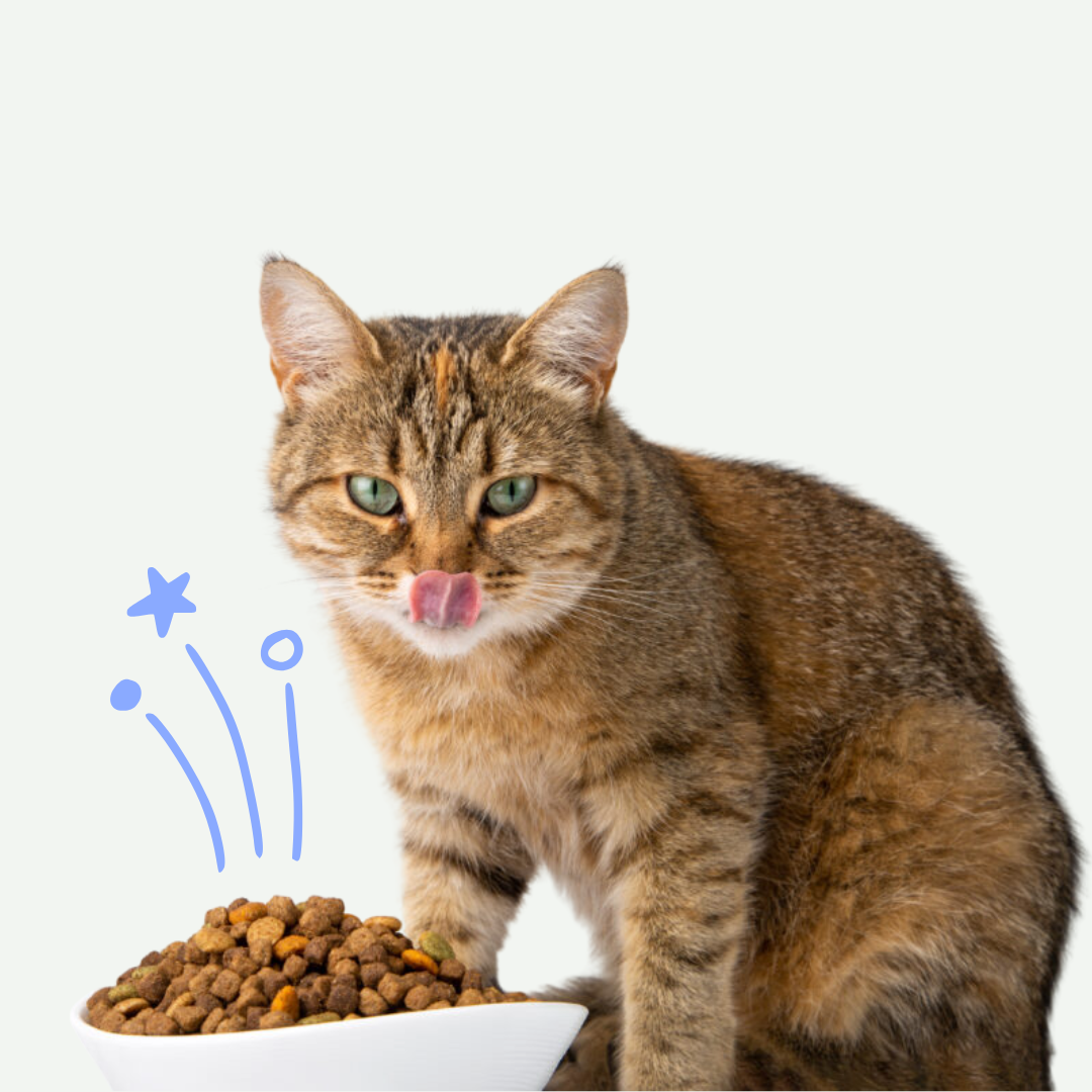 Snacks Para Gato