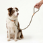 Correa Antitirones  Slip Leash de paseo 1.5 mts
