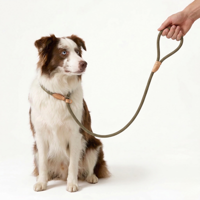 Correa Antitirones  Slip Leash de paseo 1.5 mts