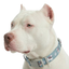 Conjunto Collar y Correa de Paseo para Perros