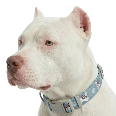 Conjunto Collar y Correa de Paseo para Perros