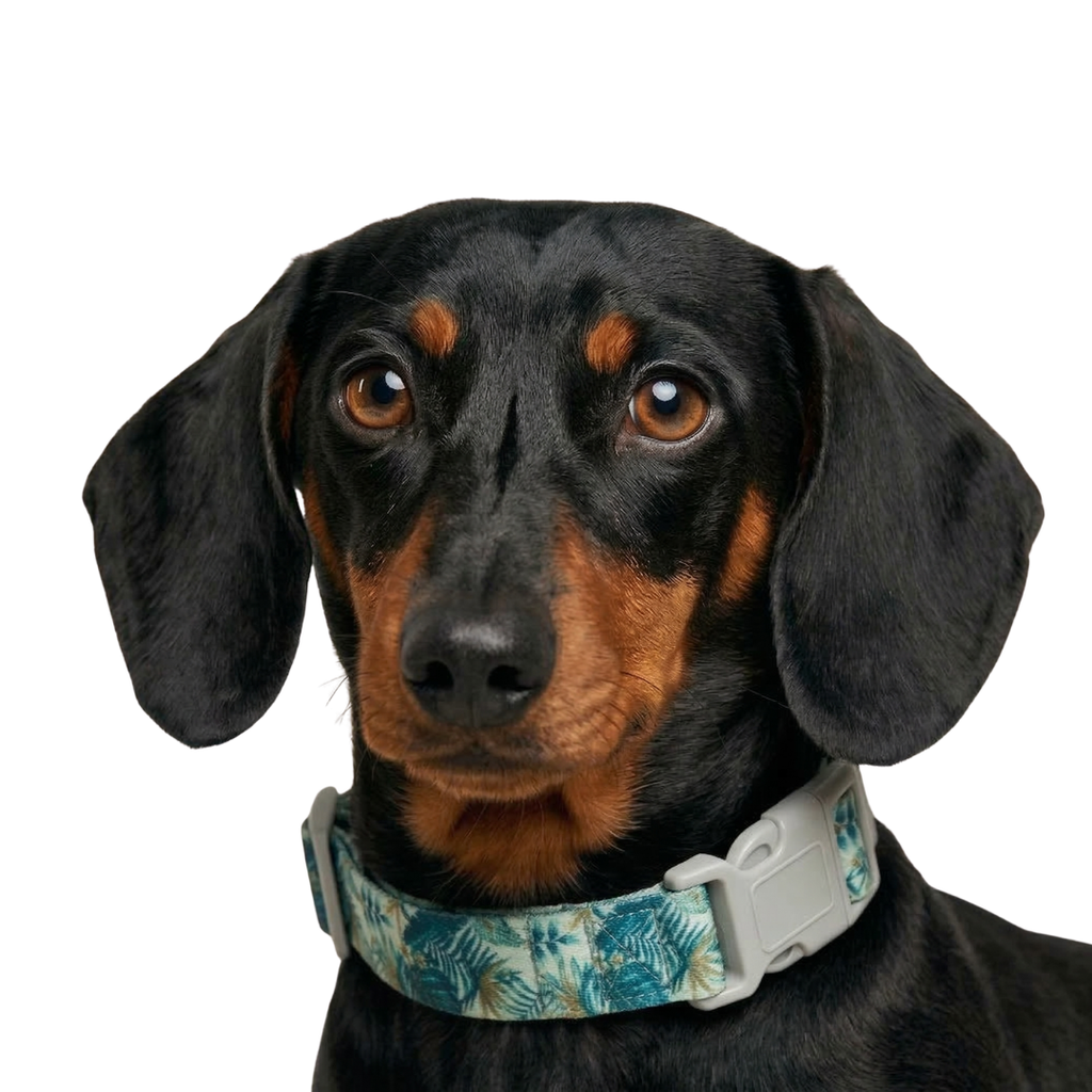 Jungle | Conjunto Collar y Correa de Paseo para Perros