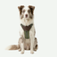 Arnés para Perro de ajuste romano Jacquard