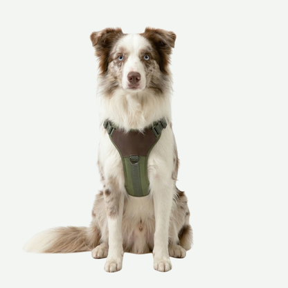 Arnés para Perro de ajuste romano Jacquard