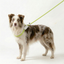 Correa Antitirones  Slip Leash de paseo 1.5 mts