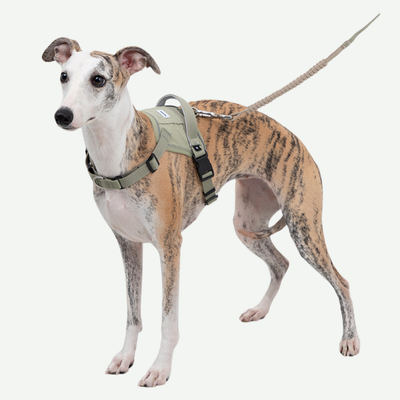 Arnés Urban H para perros - Hidream