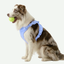 Arnés Ergonómico y Antitirón para Perros