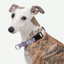 Collar Safe para perros - Hidream