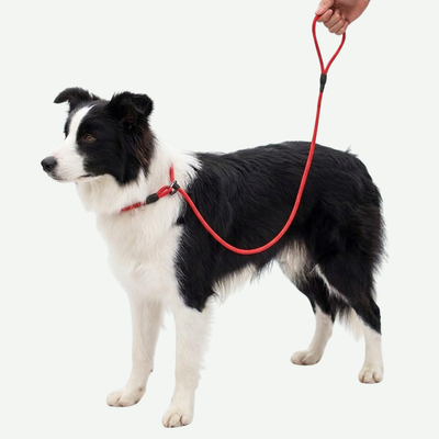 Correa Antitirones  Slip Leash de paseo 1.2 mts