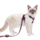 Conjunto Arnés y Correa Para Gatos