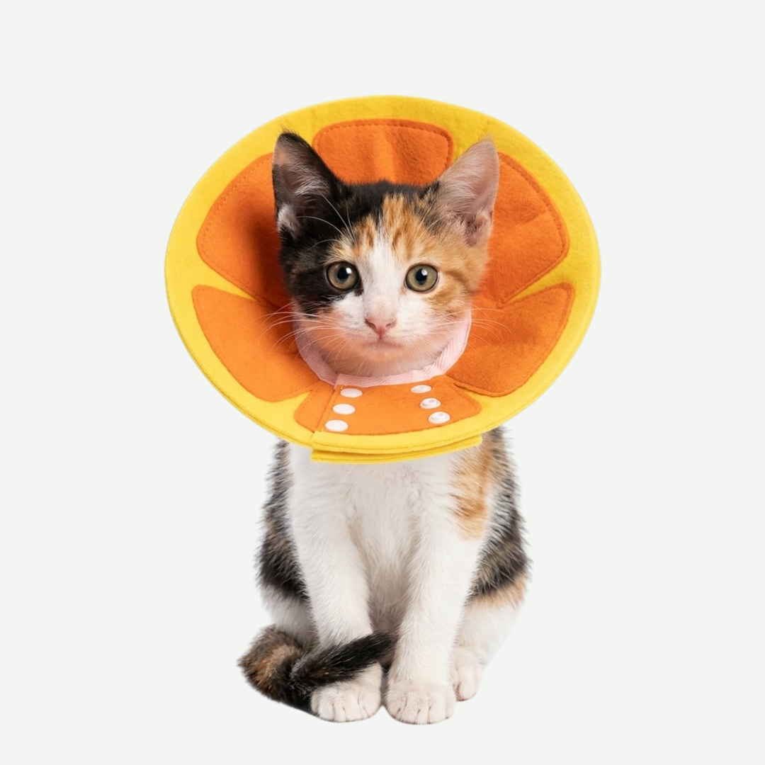 Collar Isabelino Ajustable Naranja