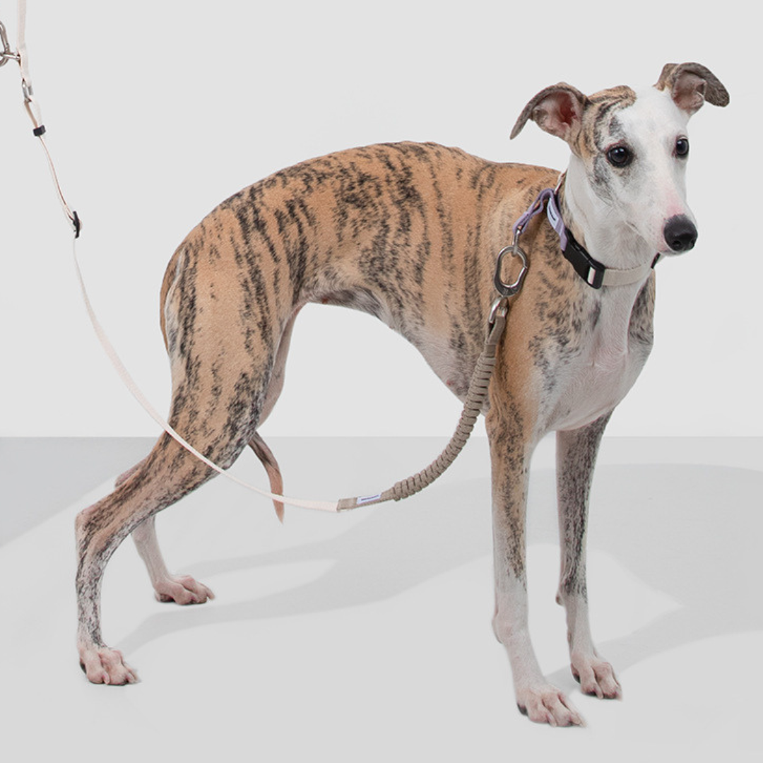 Collar Safe para perros - Hidream